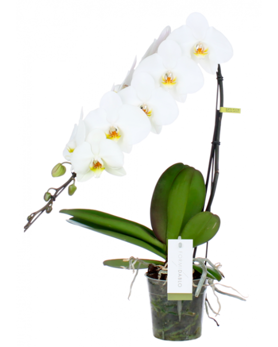 Orchidées